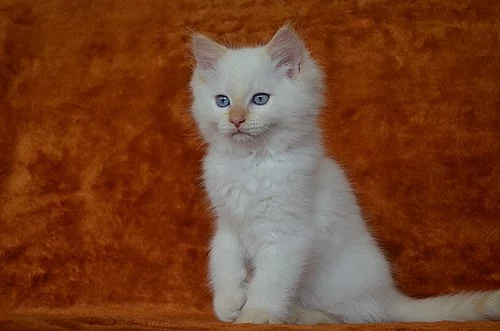 Kocourek Ragdoll s PP